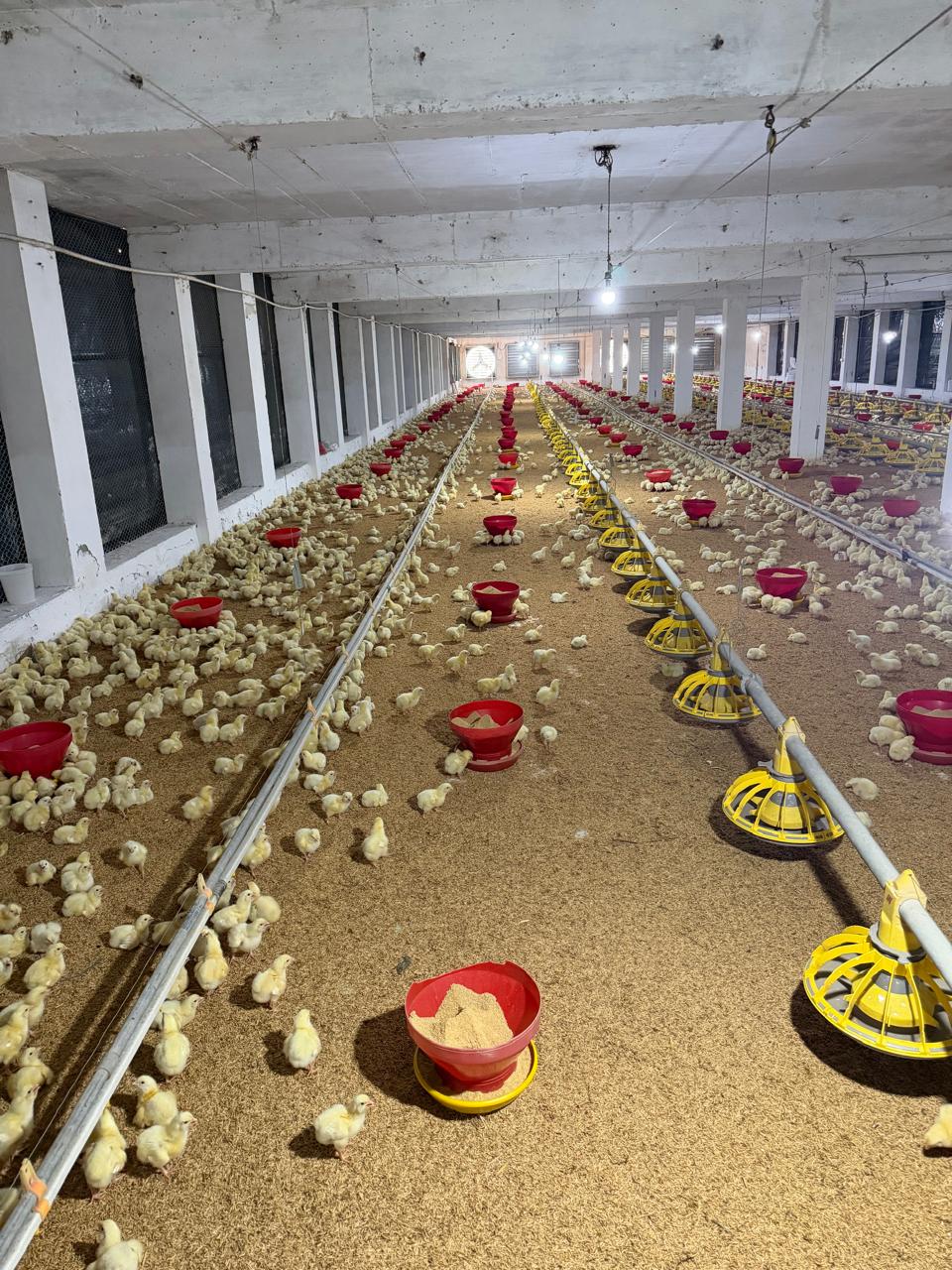 Automated Feeding System